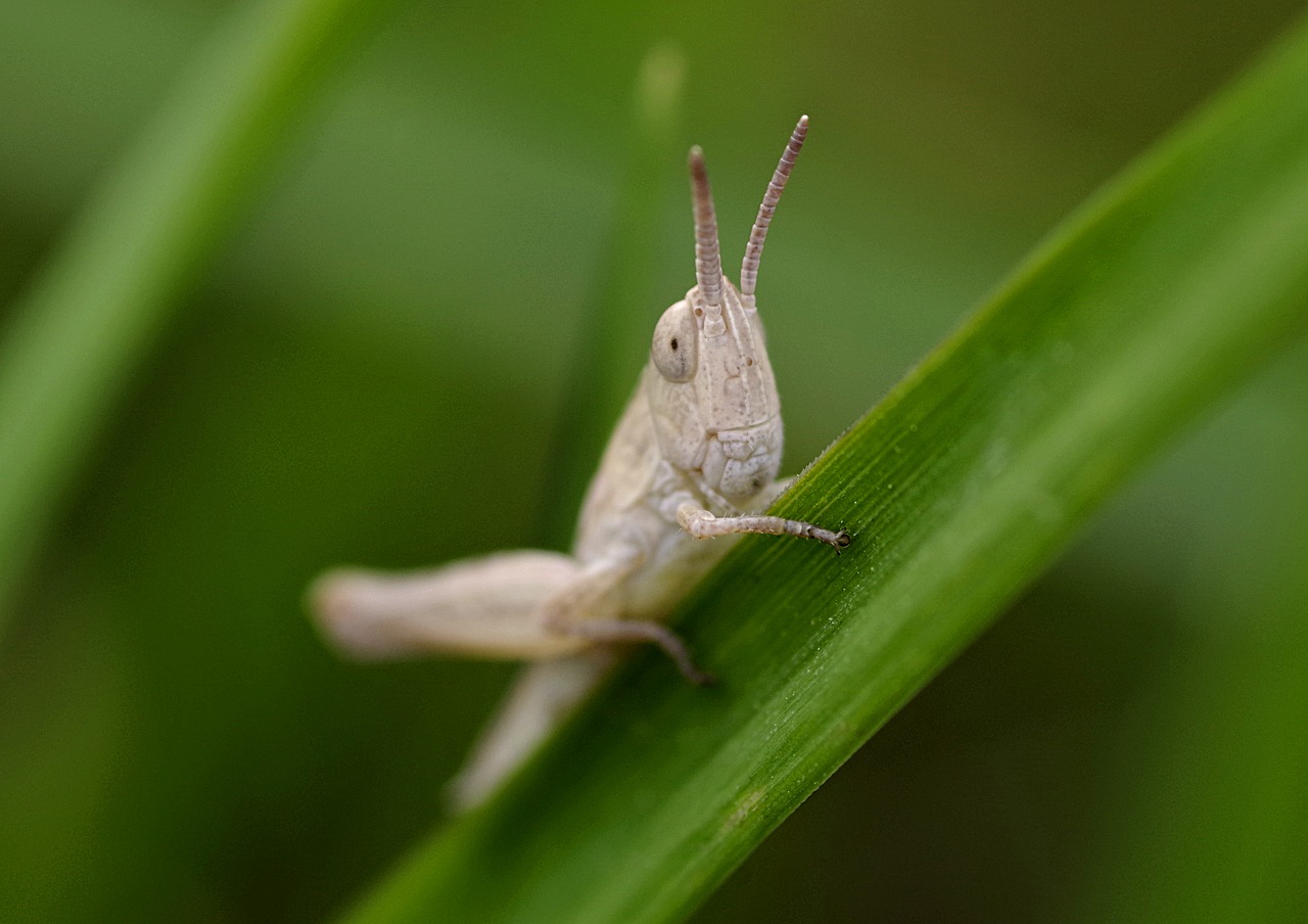 Image - grasshopper insect