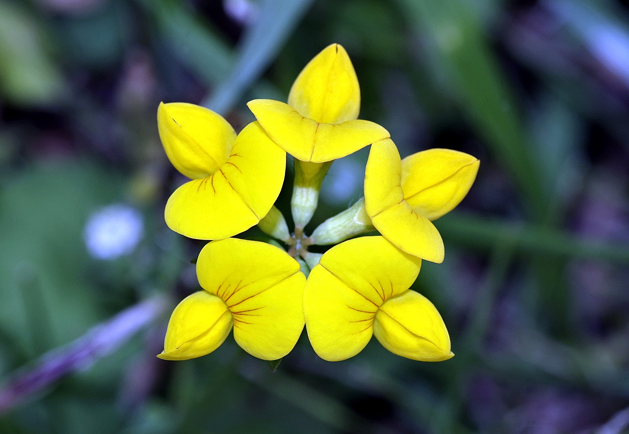 Image - flower yellow pięciobok model