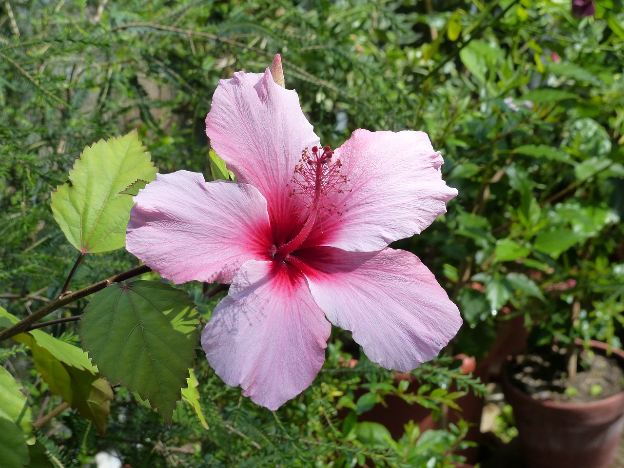 Image - flower hibiscus close blossom