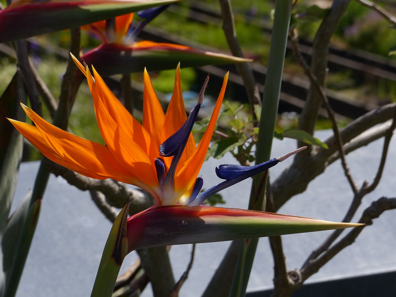 Image - flower close caudata greenhouse