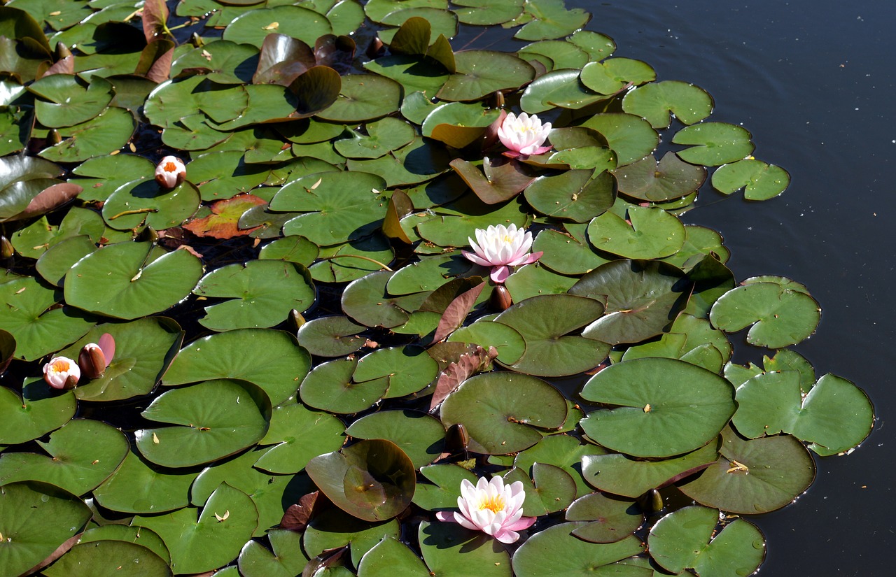 Image - water lilies leaves aquatic plant