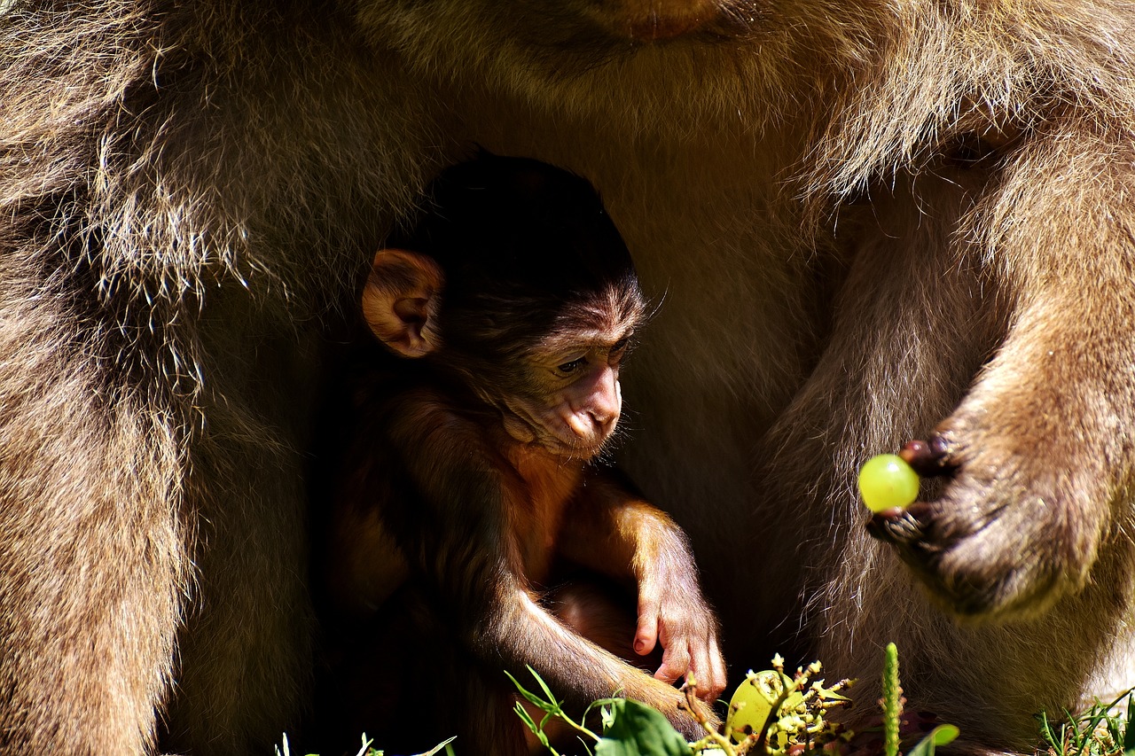 Image - ape baby monkey barbary ape