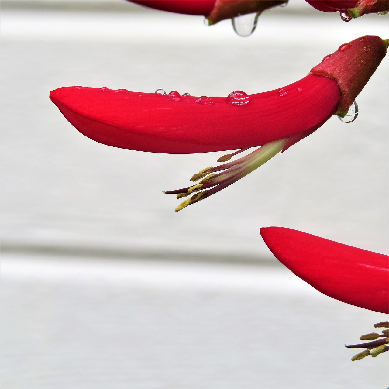 Image - red flower firecracker plant bloom
