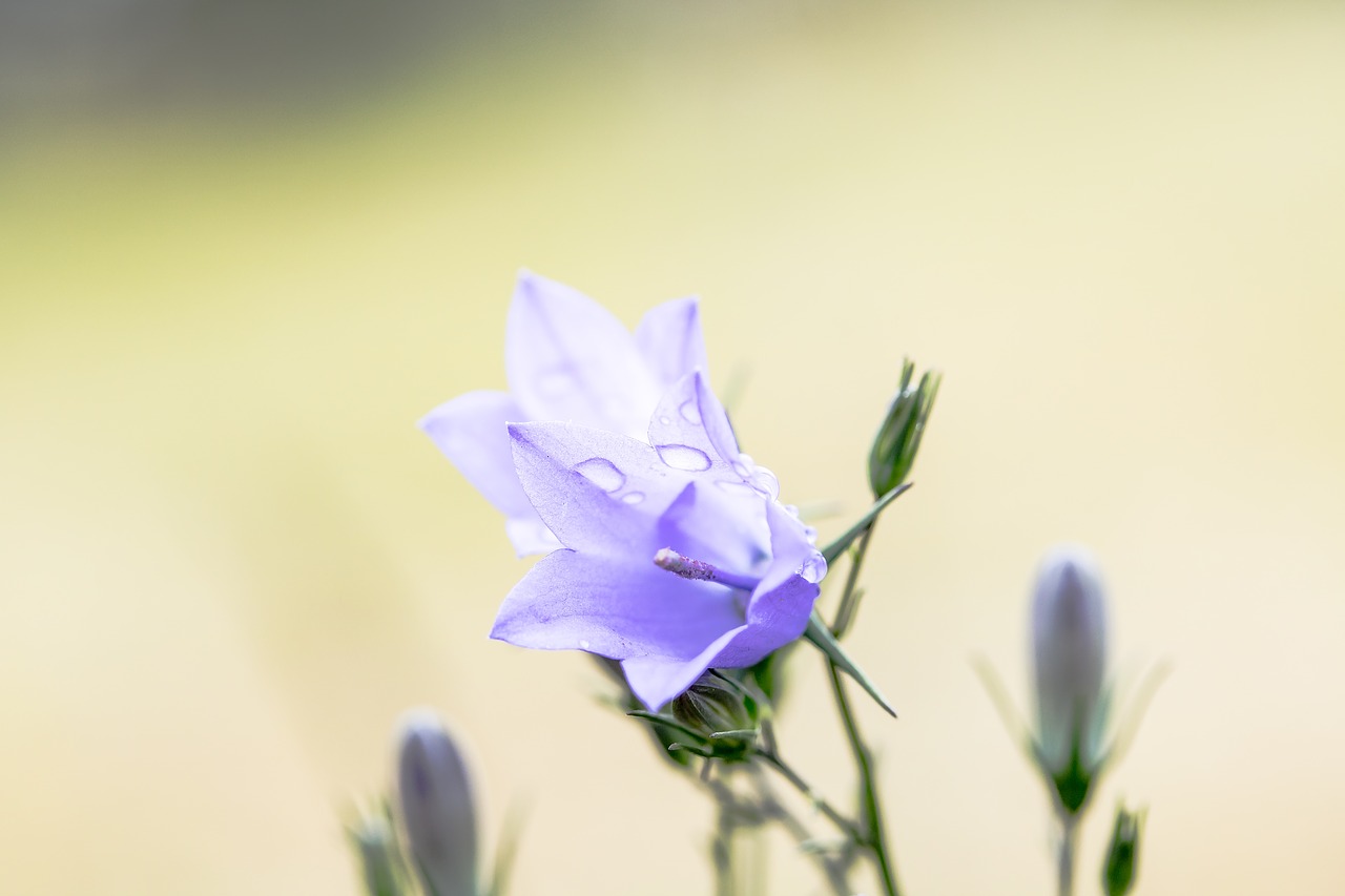 Image - bluebells campanula blossom bloom