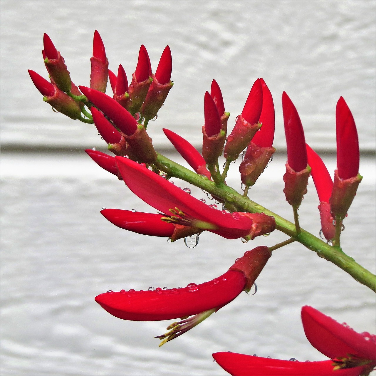 Image - red flower firecracker plant