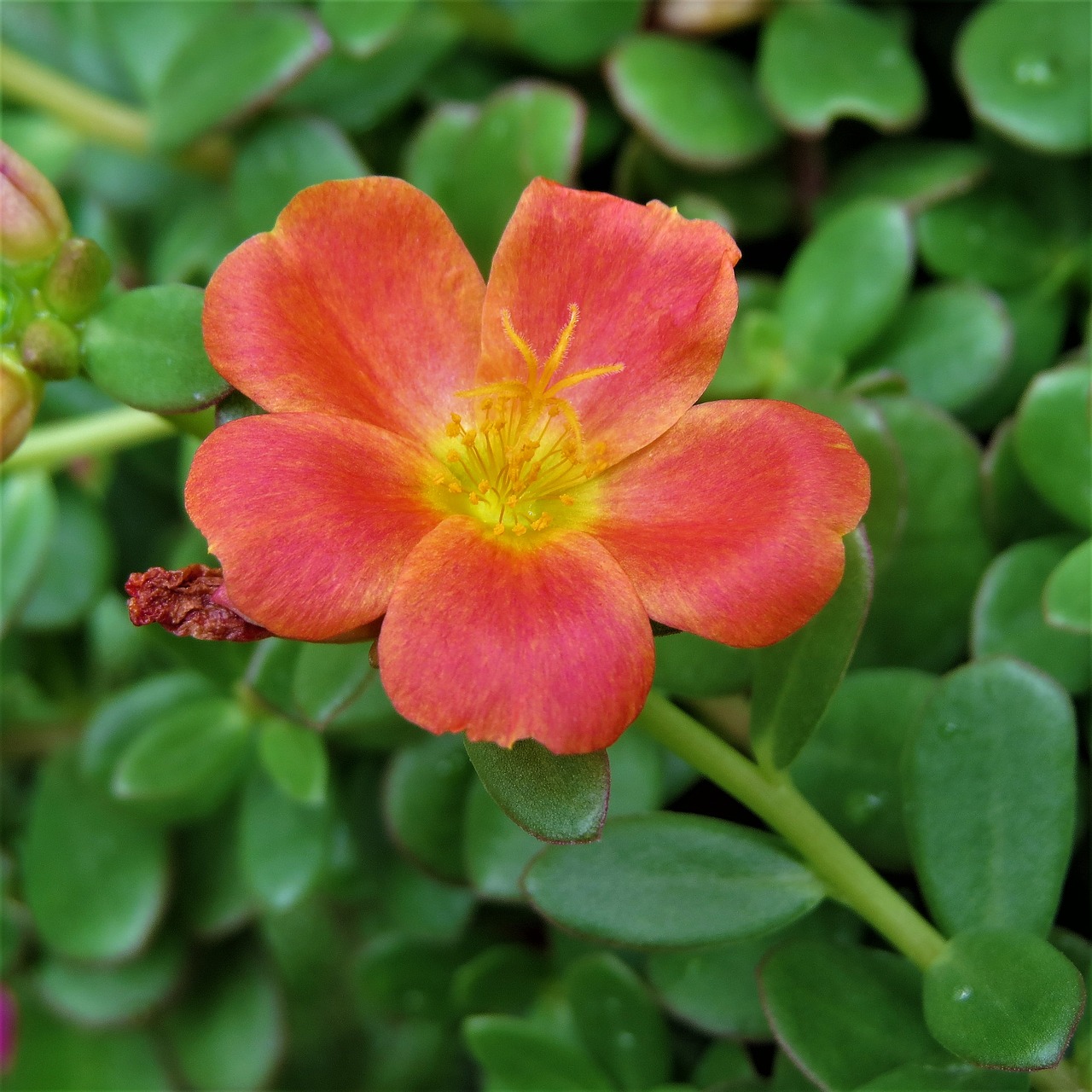 Image - flower yellow rust orange green