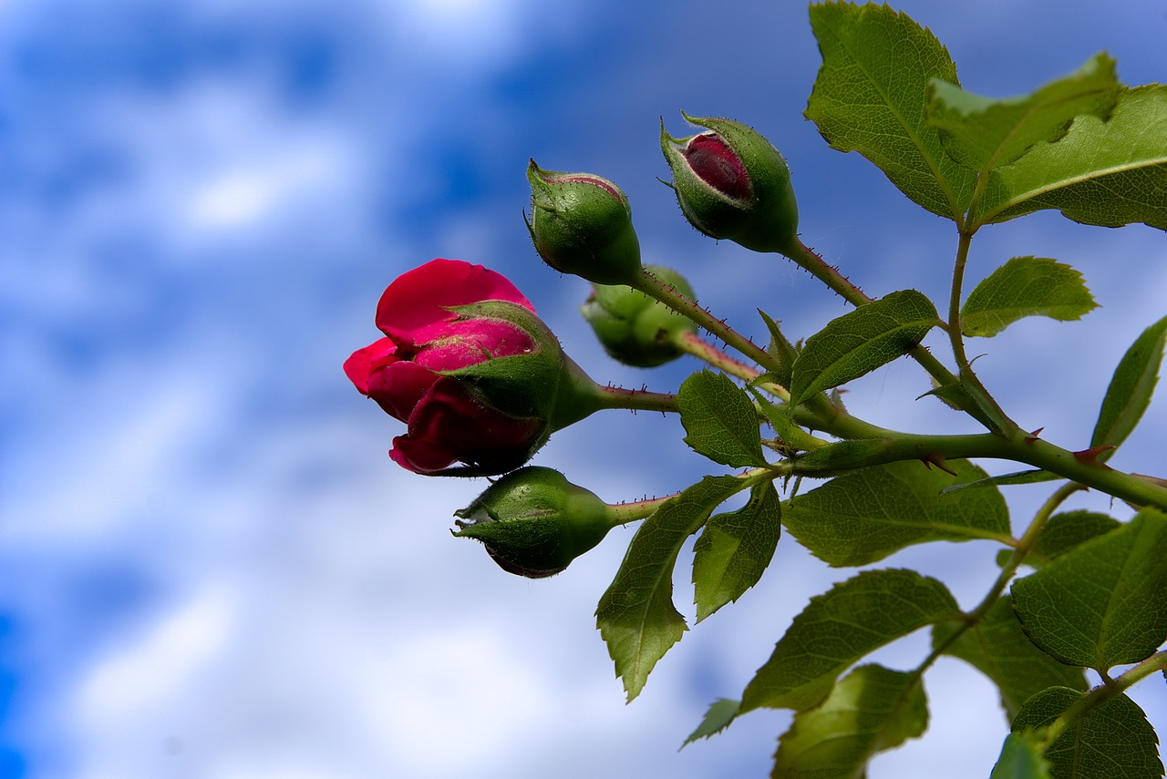 Image - rose bud blossom bloom macro