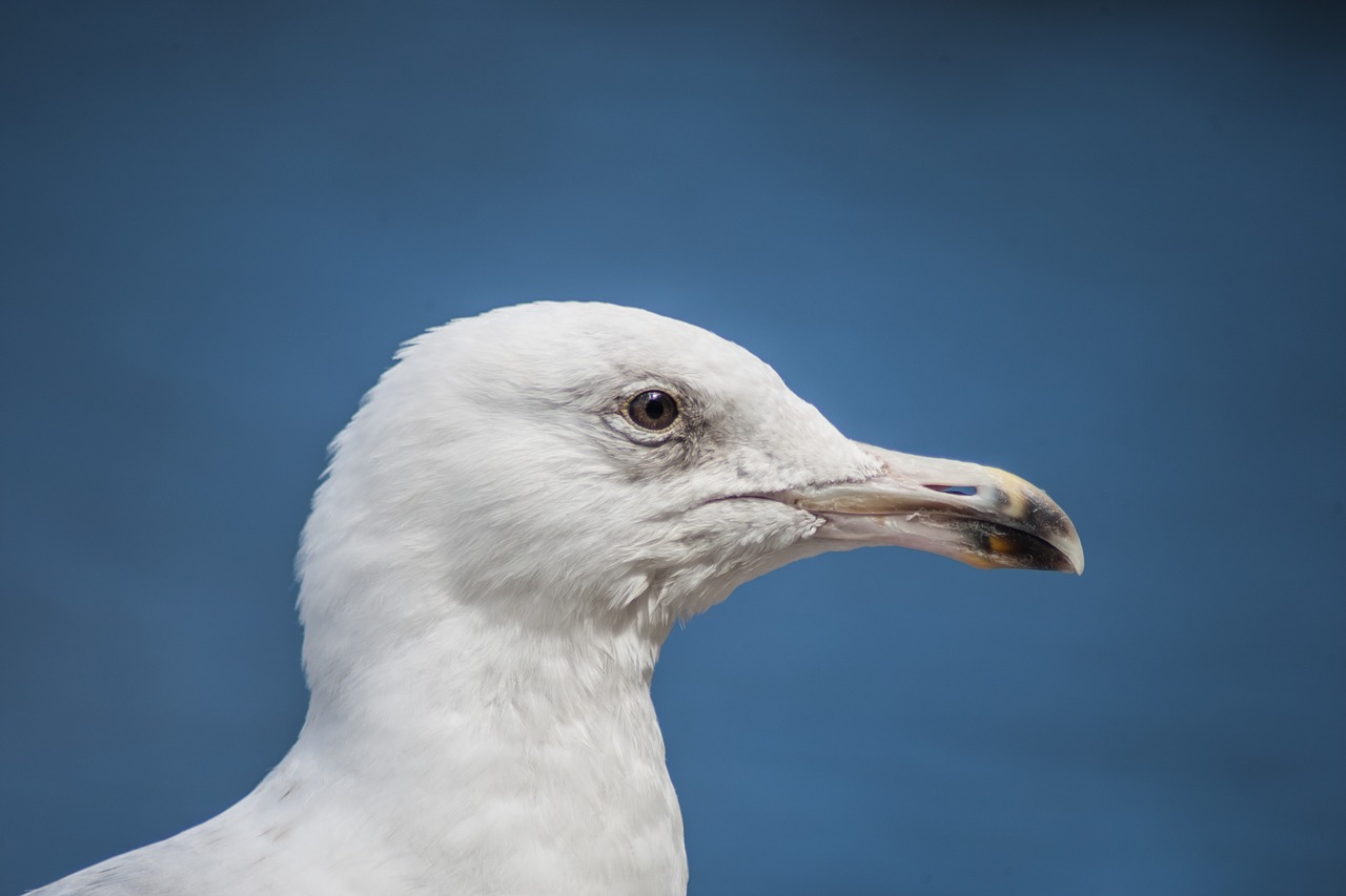 Image - seagull hamburg alster animal