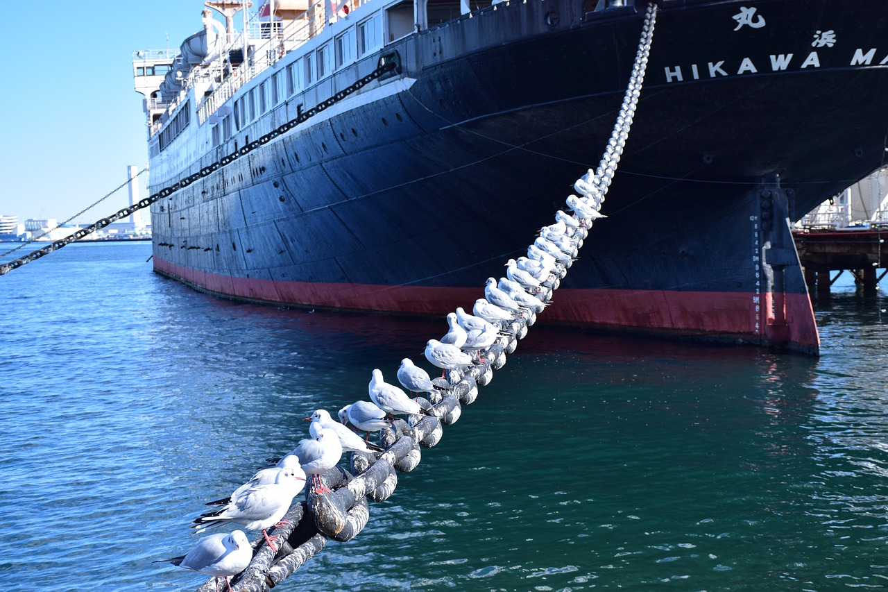 Image - sea japan seagull steamship