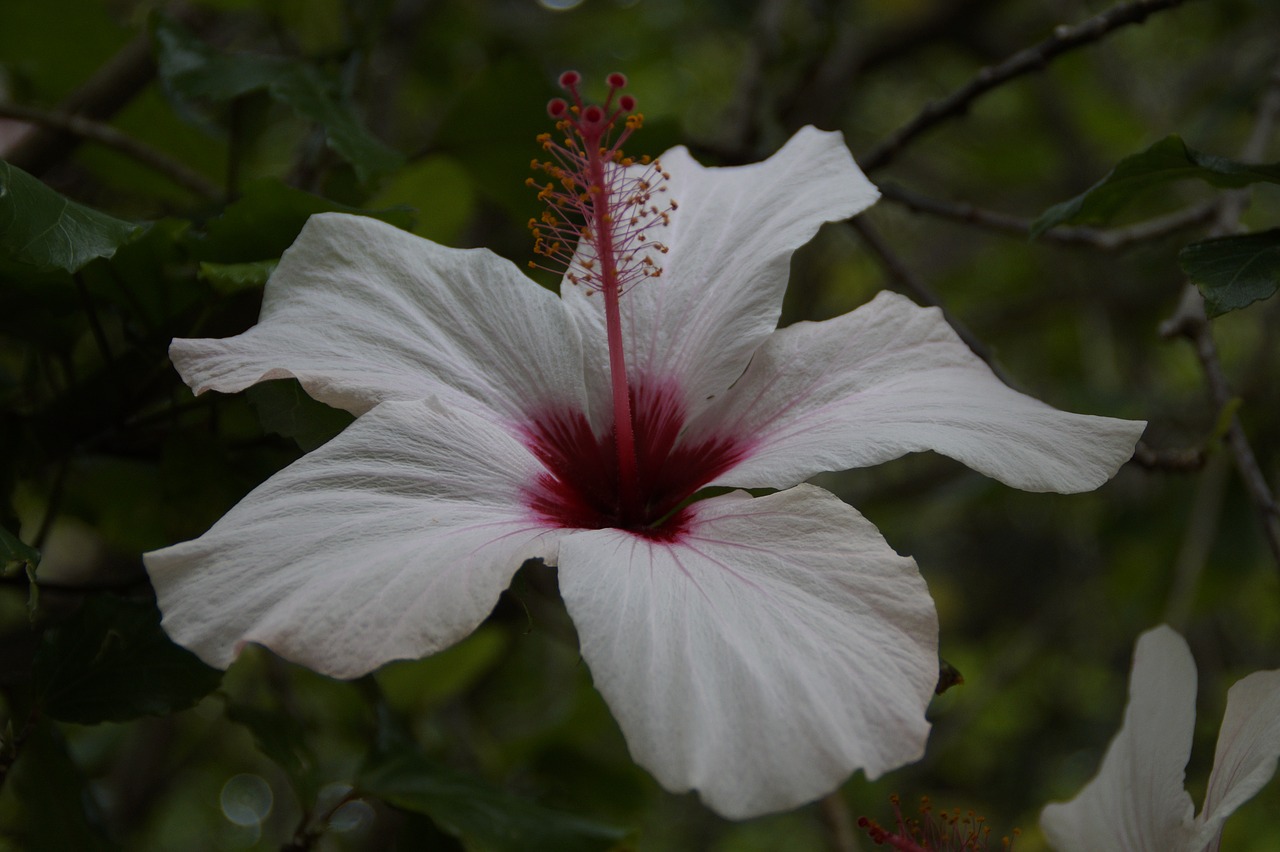 Image - hibiscus white flower blossom