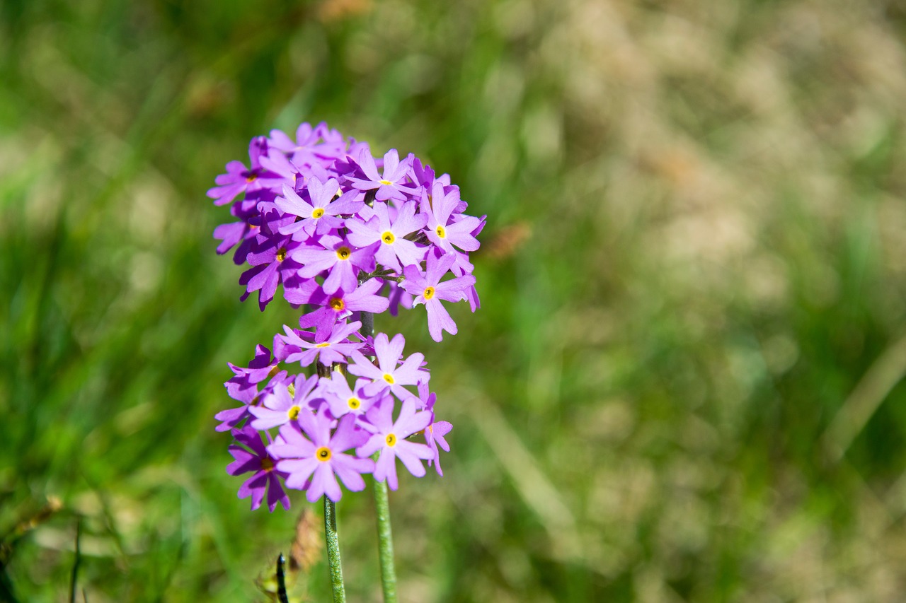 Image - dwarf primrose flower blossom bloom