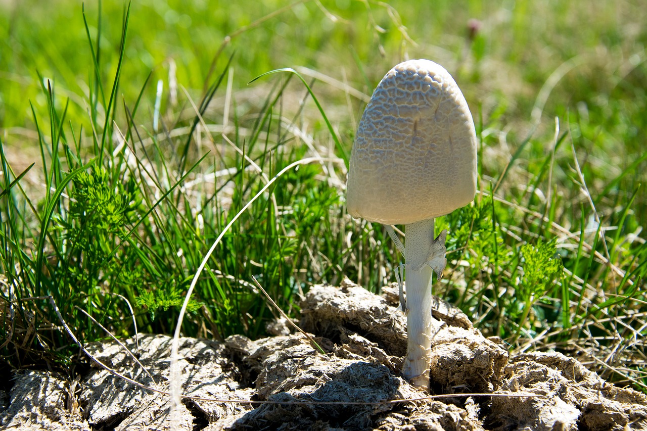 Image - ring of fertilizer ling mushroom