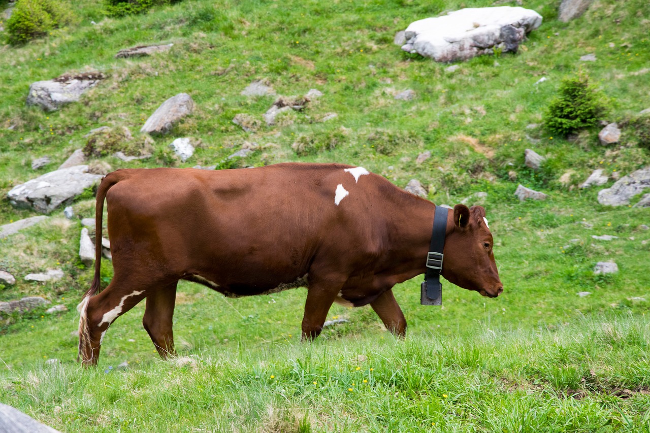Image - weidekuh dairy cows cow beef