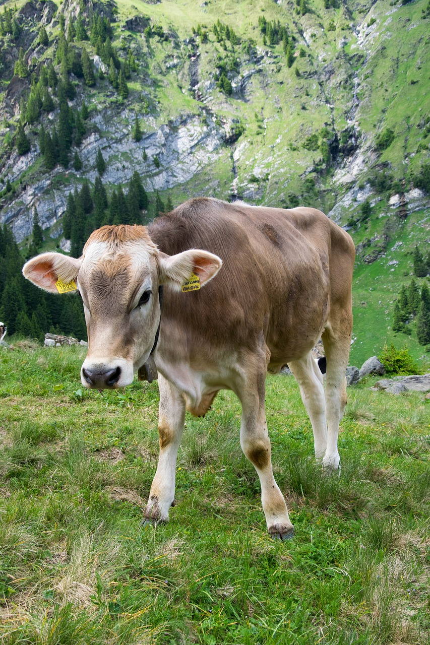 Image - weidekuh dairy cows cow beef