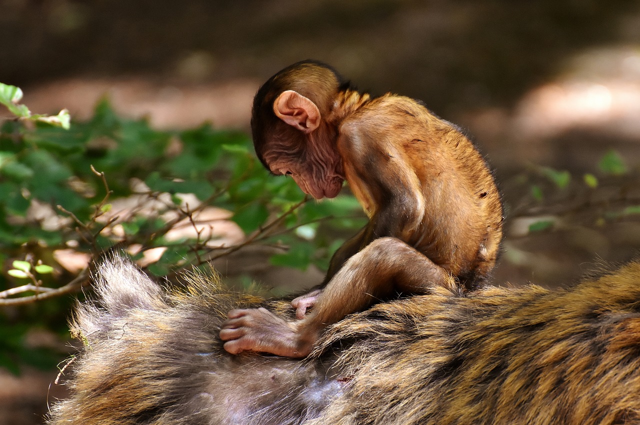 Image - ape baby monkey barbary ape