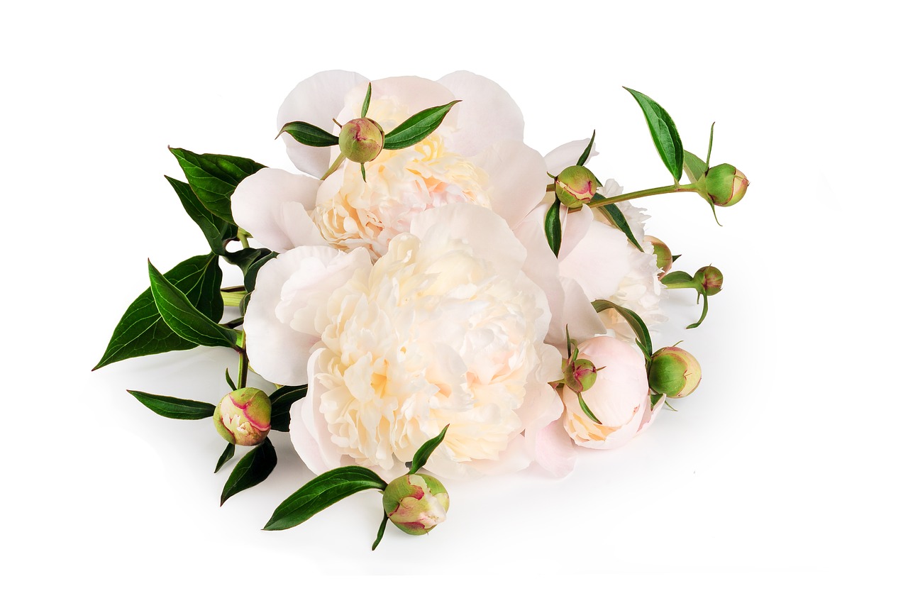 Image - peony flower bouquet background