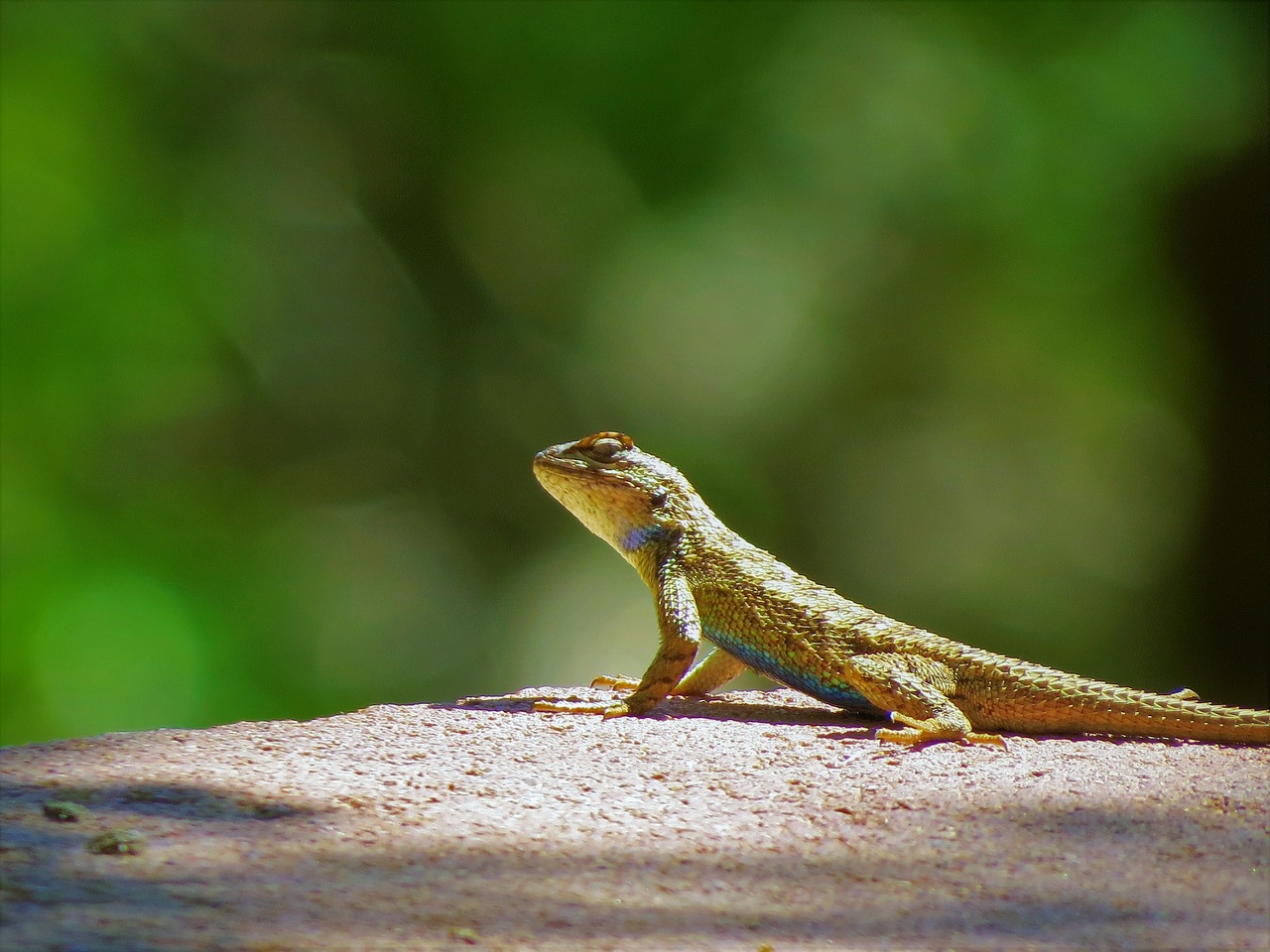 Image - reptile lizard hiking utah