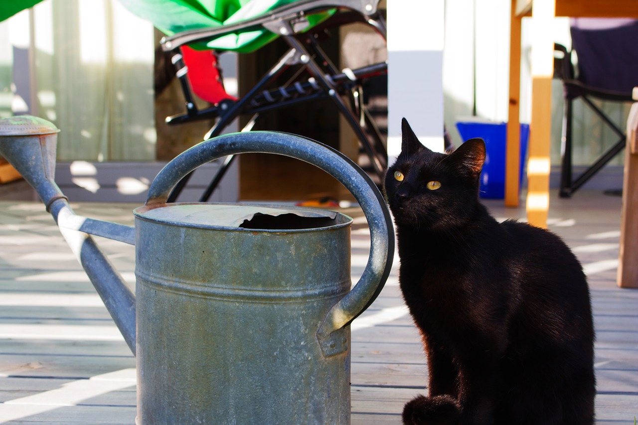 Image - cat kitten black watering can cute