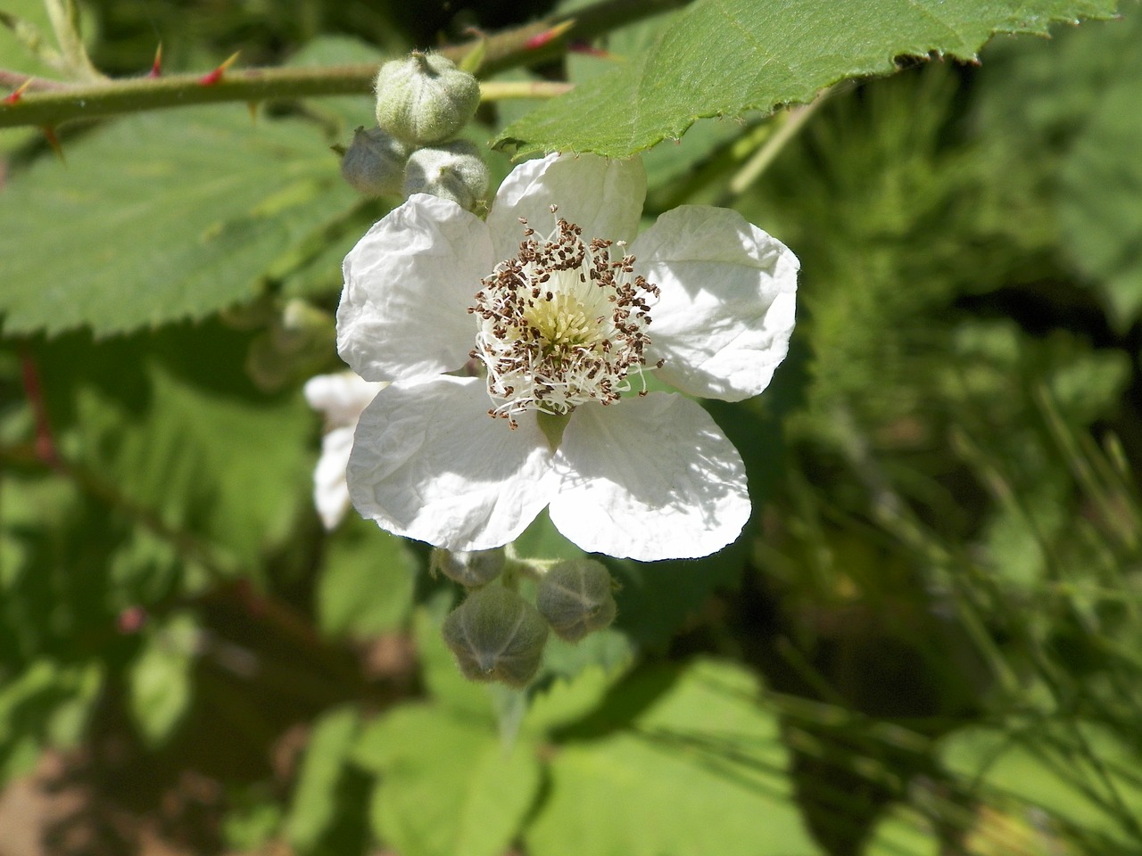 Image - black berries flower