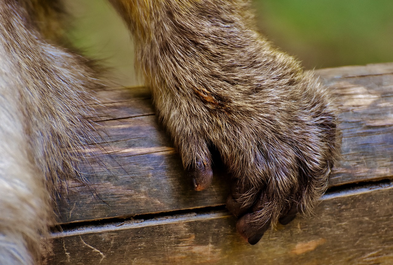 Image - barbary ape hand endangered species