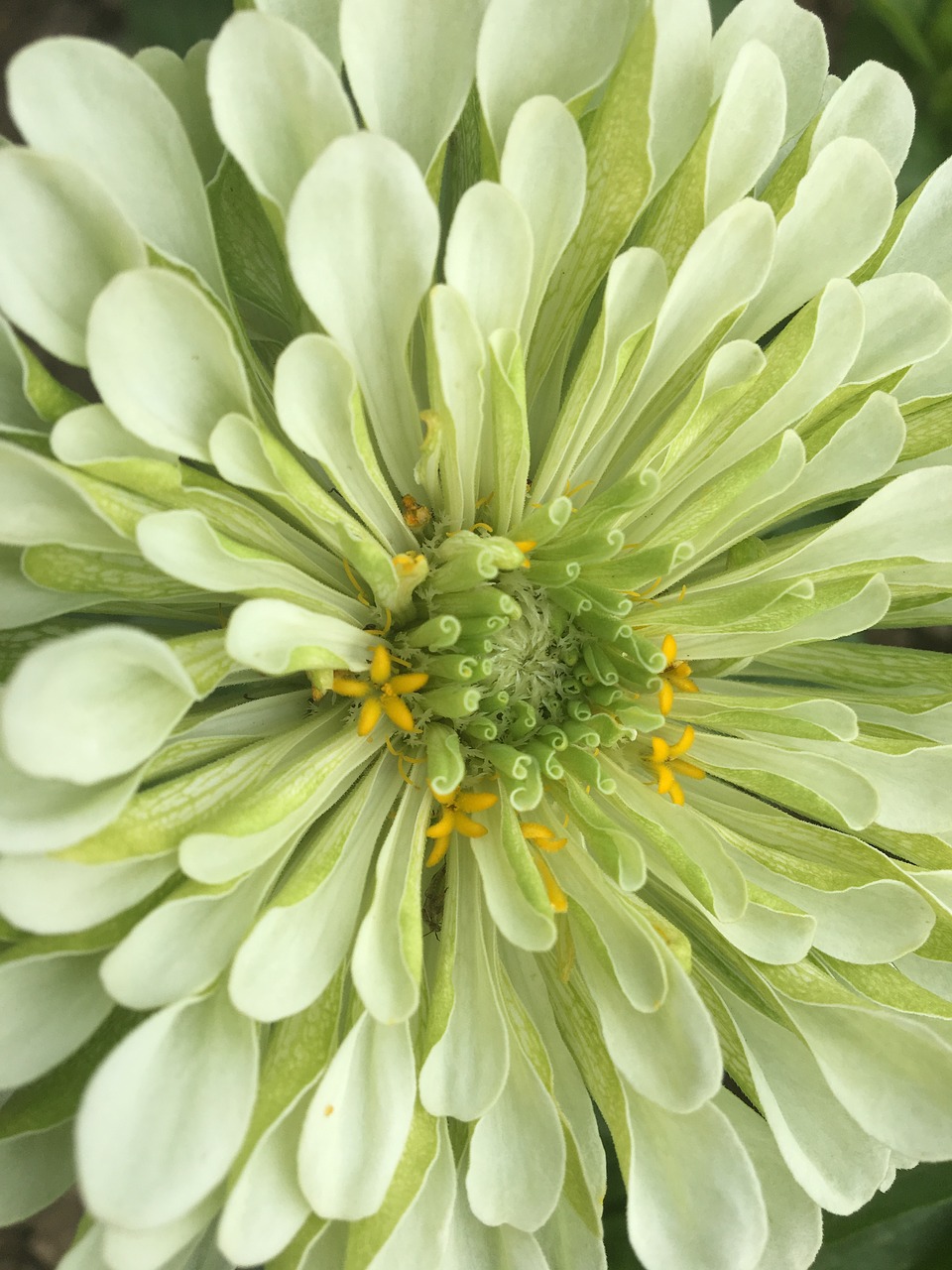 Image - dahlia flower green nature summer