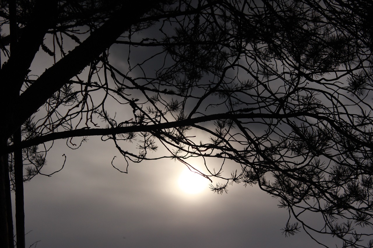 Image - tree backlight overcast branch