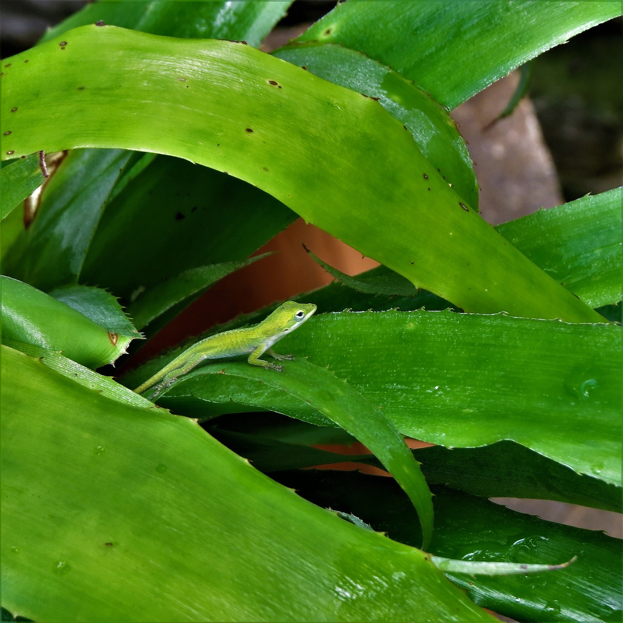 Image - reptile lizard immature green