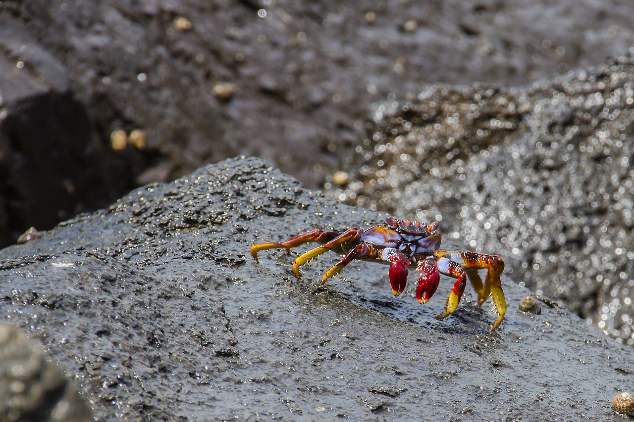 Image - red cliff crab crab meeresbewohner