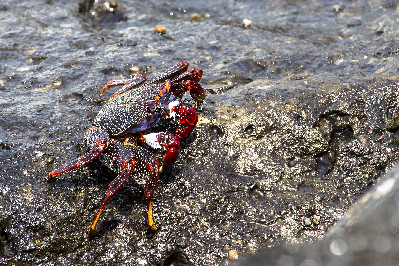 Image - red cliff crab crab meeresbewohner