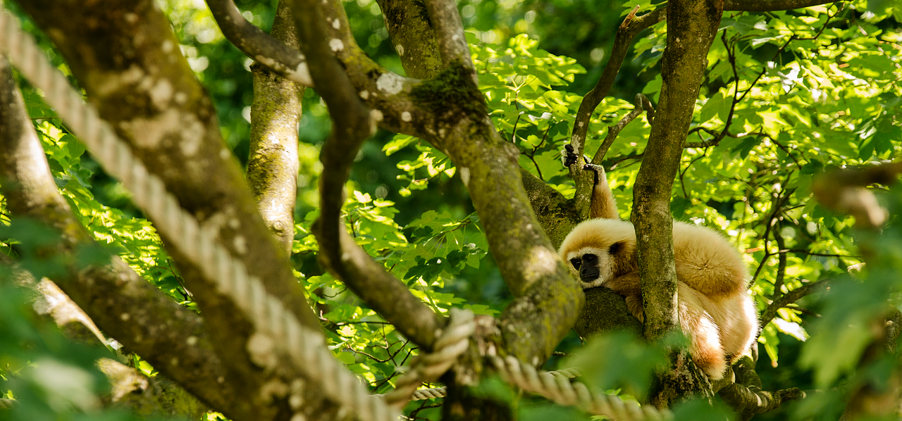 Image - gibbon white handed gibbon monkey