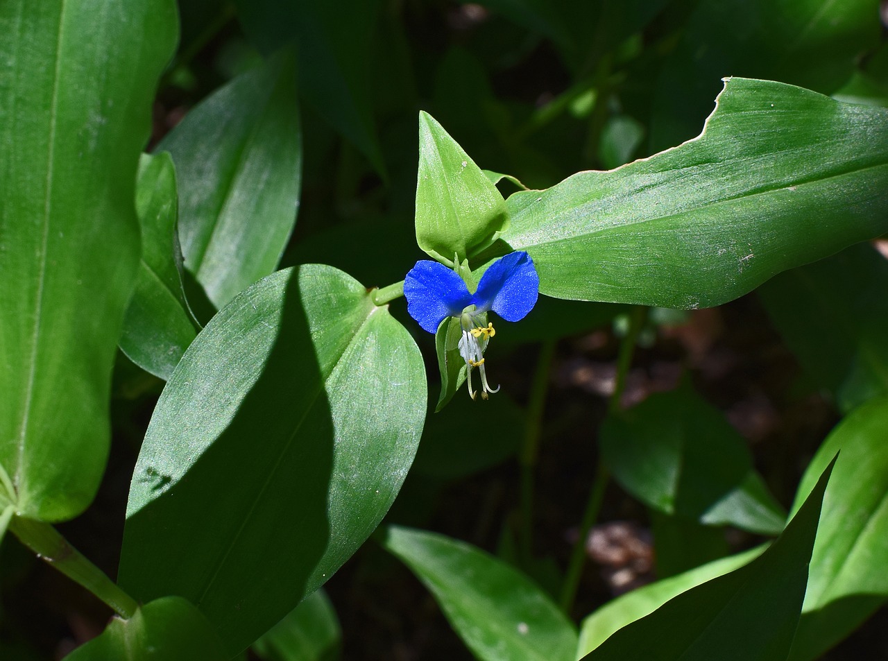 Image - asiatic dayflower commelina communis