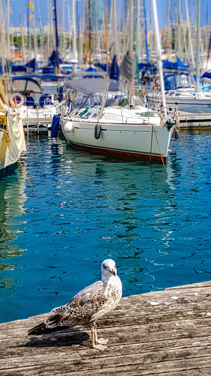 Image - seagull seabird harbor boats masts