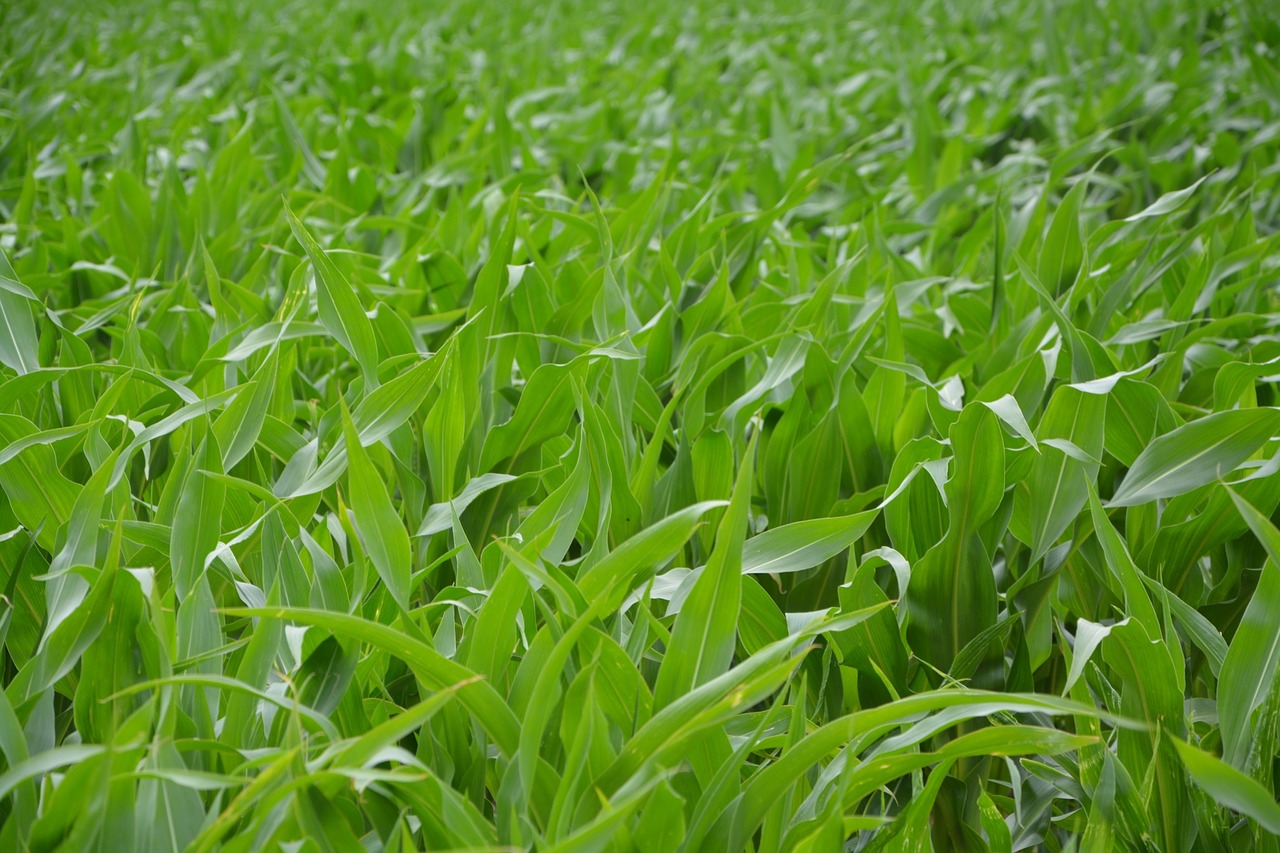Image - fields corn husks agriculture
