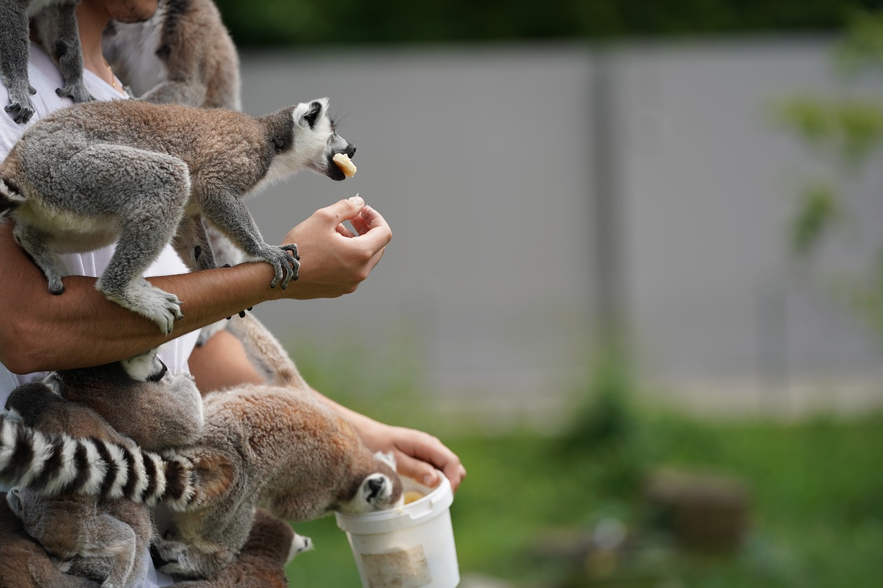 Image - lemur feeding eat monkey