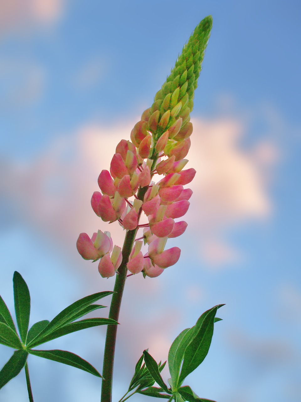 Image - lupine flower summer pink bloom