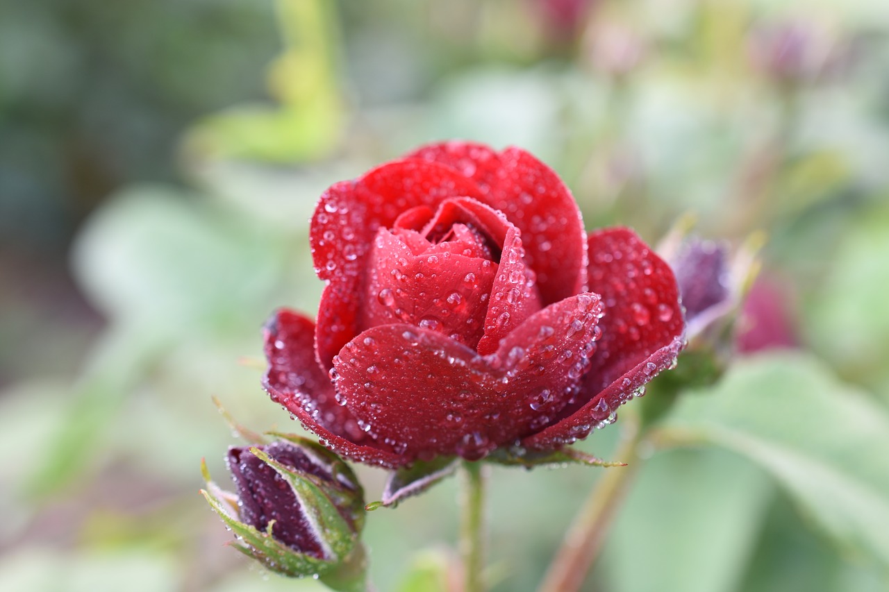 Image - rose trickle affix hangang park