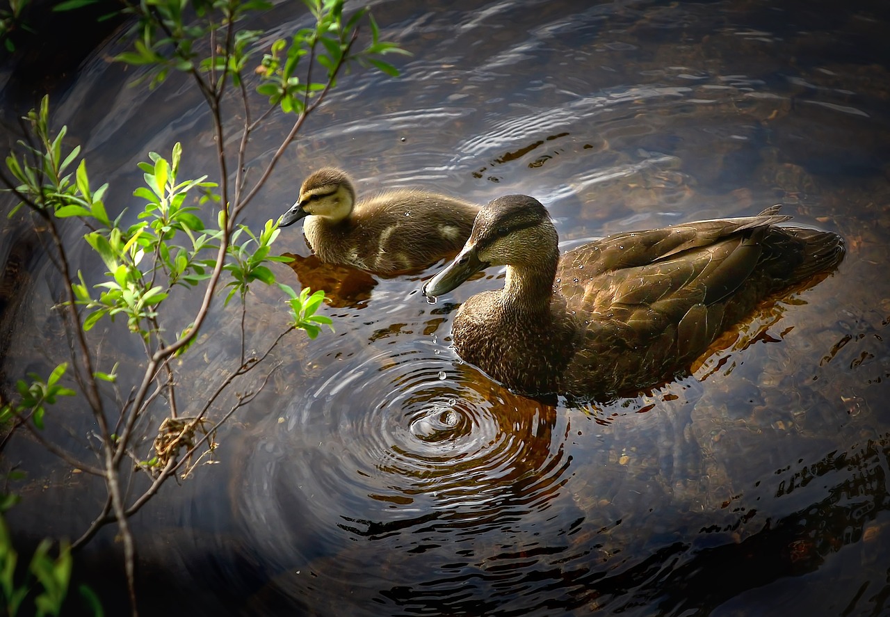 Image - ducks birds wild ducks lake water