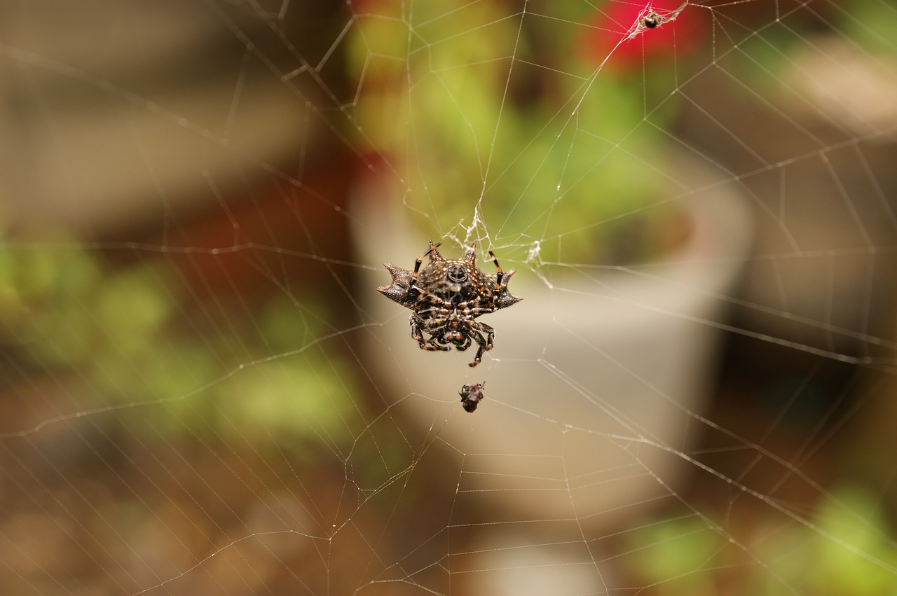 Image - insects thebaid quindio colombia