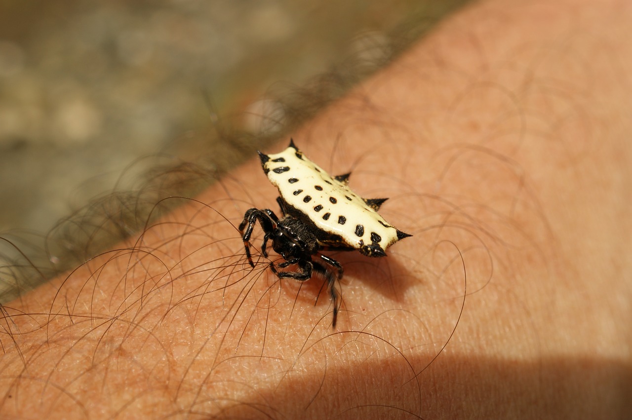 Image - insects thebaid quindio colombia