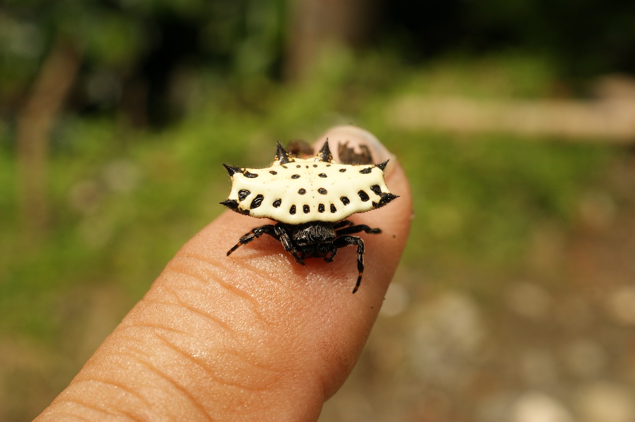 Image - insects thebaid quindio colombia