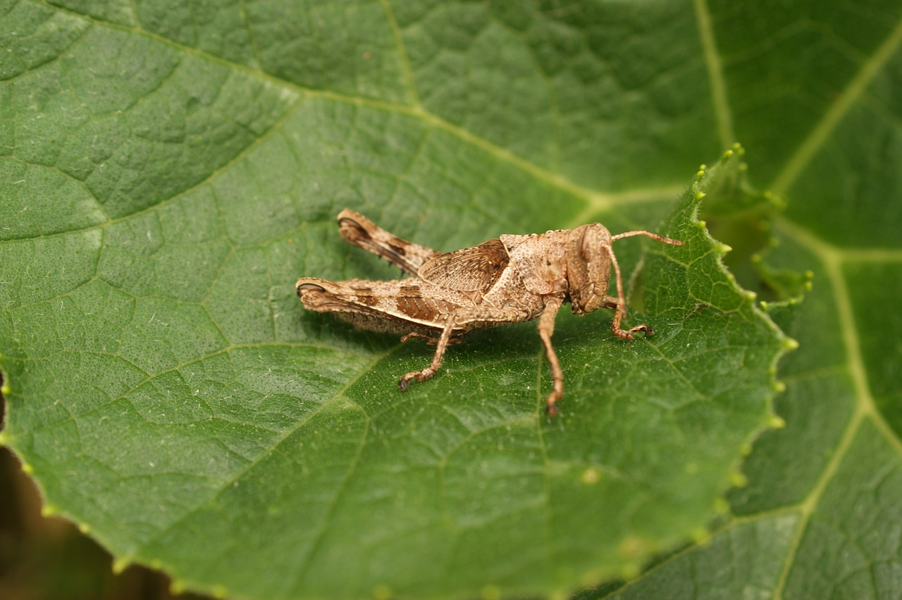 Image - insects thebaid quindio colombia