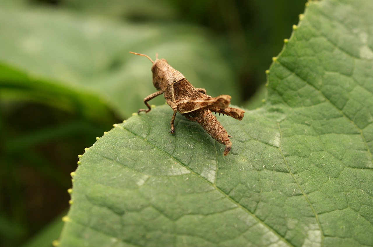 Image - insects thebaid quindio colombia