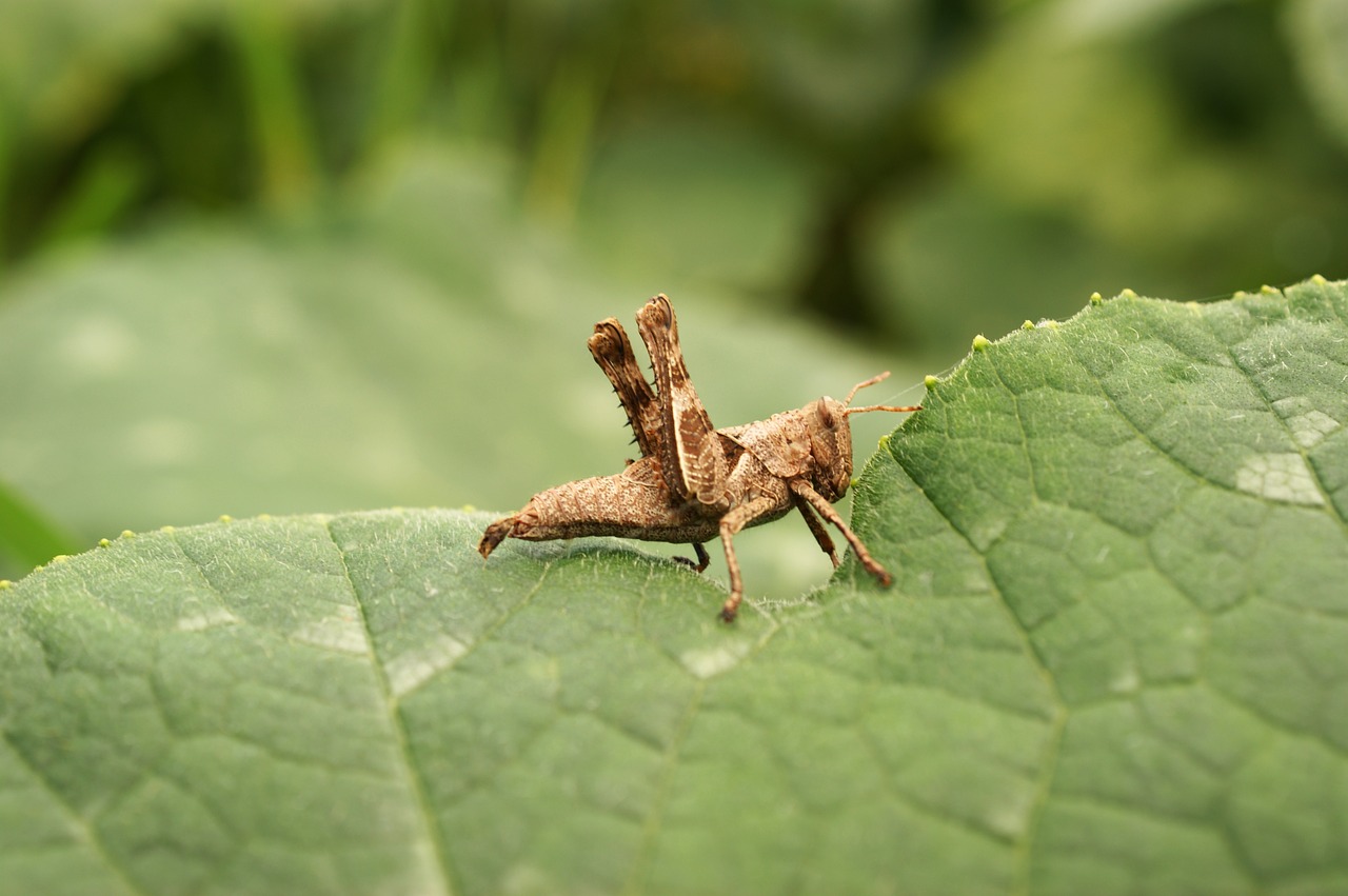 Image - insects thebaid quindio colombia