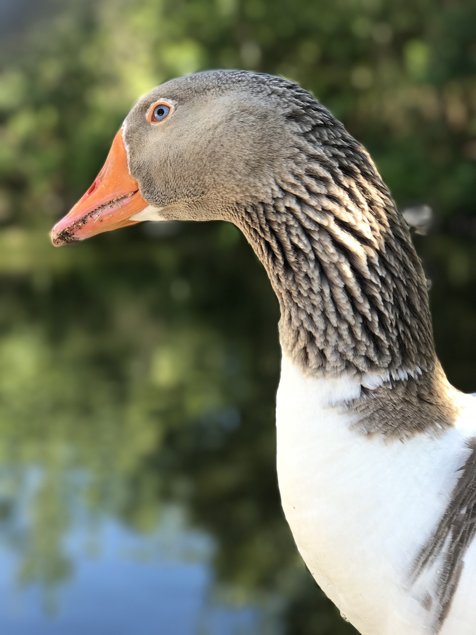 Image - goose bird neck close up animal