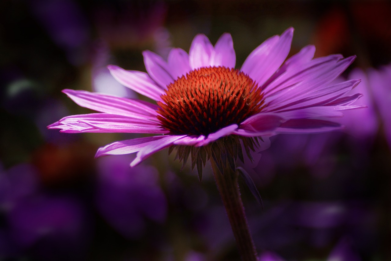 Image - light dawn flower nature sunrise