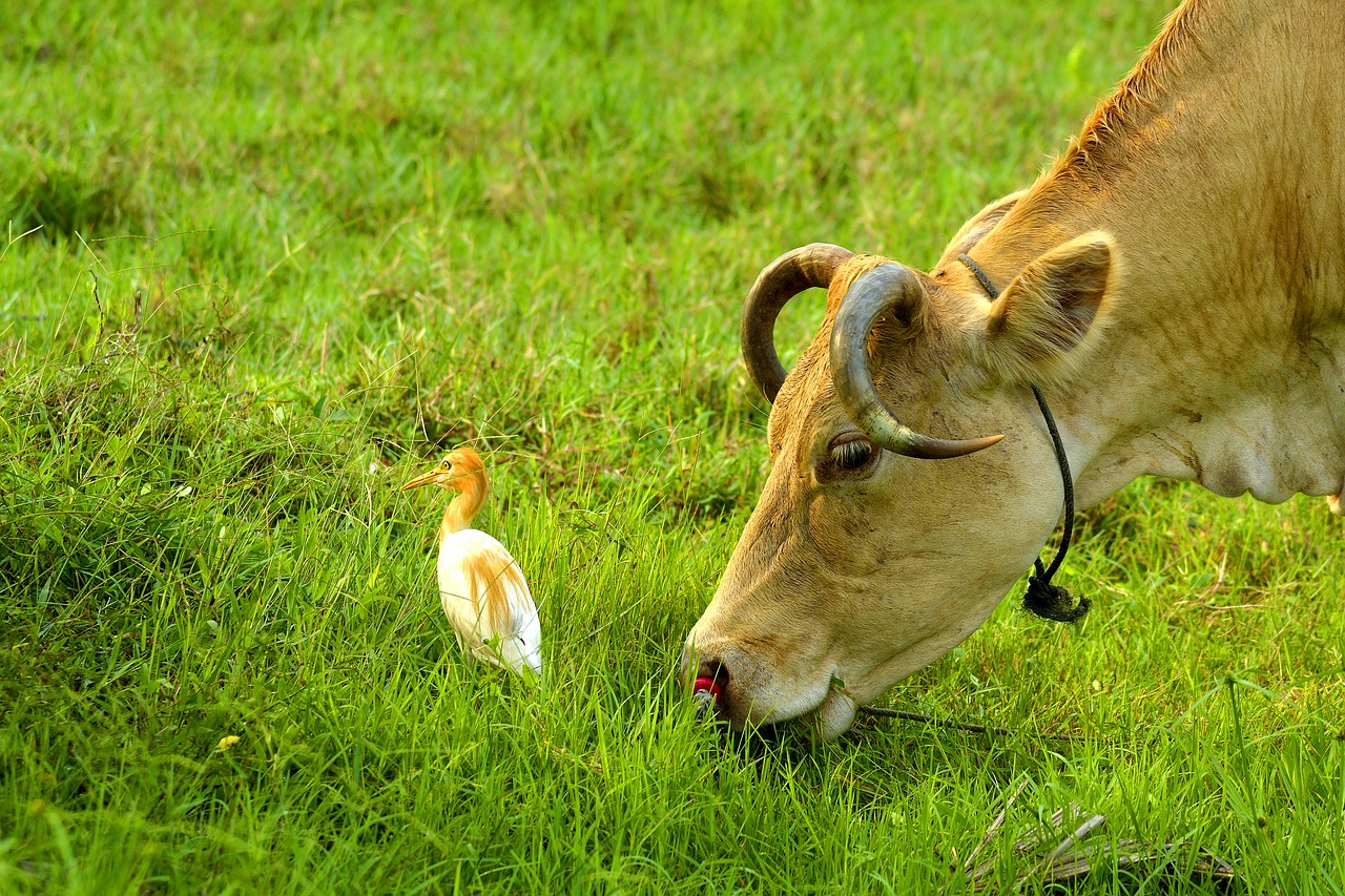 Image - field grass nature tree bird