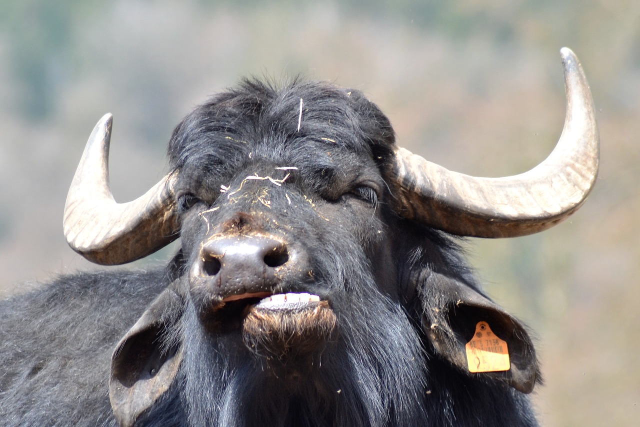 Image - buffalo graseter zoo