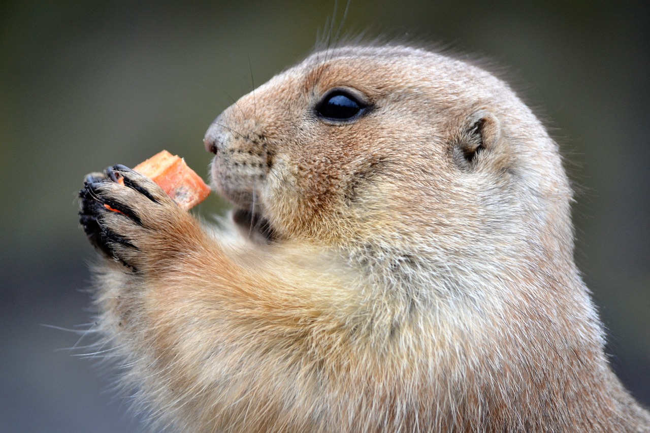 Image - marterachtig food zoo