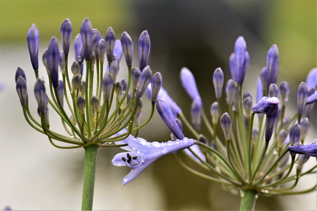 Image - agapanthus purple green summer