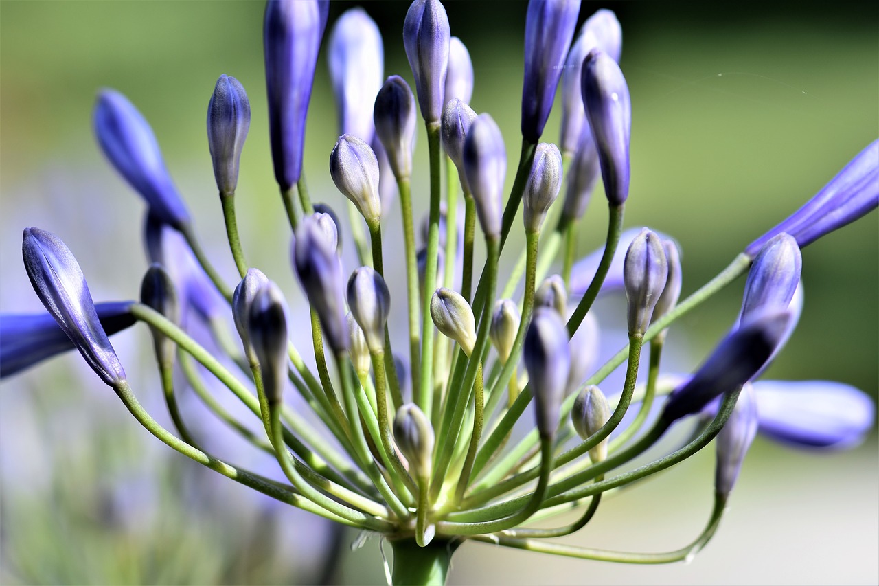 Image - agapanthus purple green summer